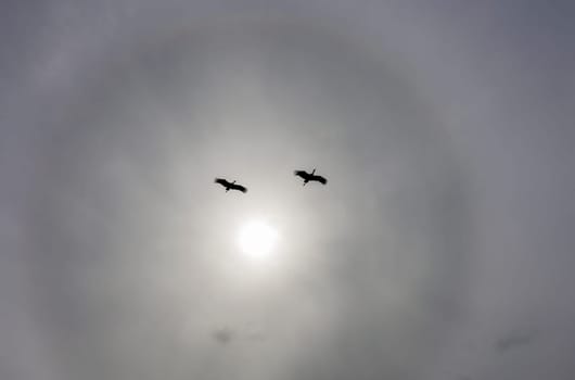 Two white Storks flying against sunlight Halo. Extremadura, Spain