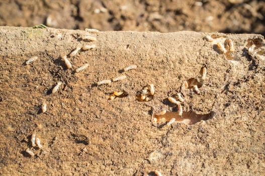 Termites working over old wooden beam. Overhead shot