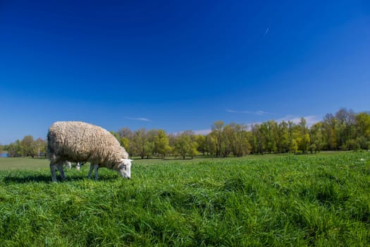 Sheep in a meadow on green grass, Germany