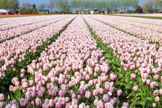 tulip field in the Netherlands - pink tulips