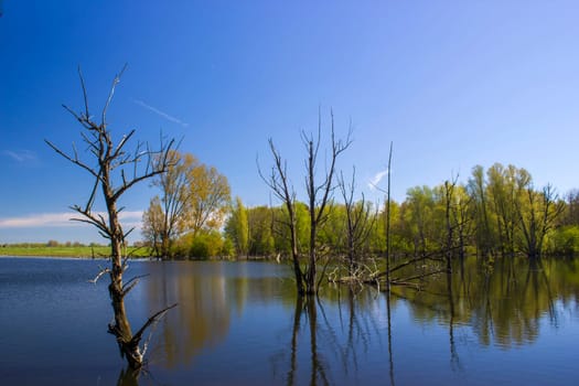 nature reserve Bislicher Insel, Lower Rhine Region, Germany