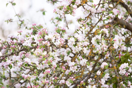 Apple blossoms in the spring, blue sky, springtime season, botanic