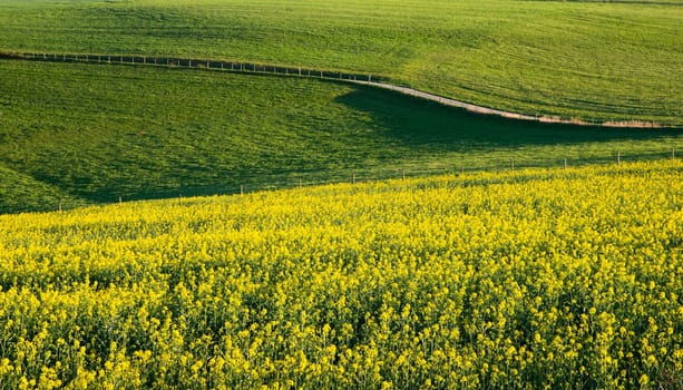 Landscape with yellow blooming raps field, agriculture in spring, countryside in Germany, cultivated farmland