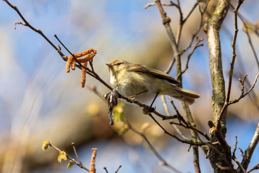 small song bird Willow Warbler (Phylloscopus trochilus) sitting on the branch. Little songbird in the natural habitat. Spring time. Czech Republic, Europe wildlife