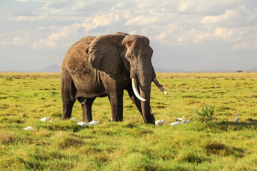 African bush elephant (Loxodonta africana) walking on grass, few white herons next to his legs. Amboseli, Kenya
