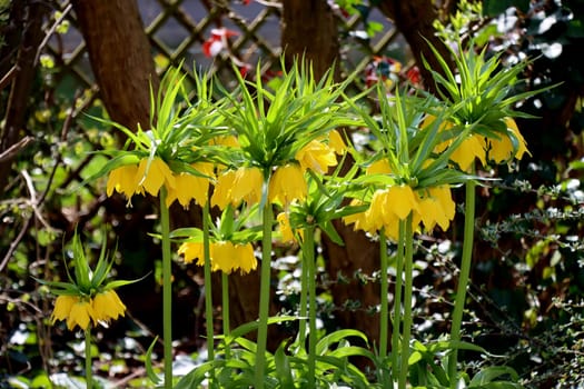 gelb blühende Kaiserkrone (Fritillaria imperialis)
