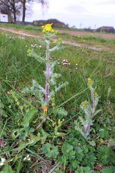 Frühlings-Greiskraut oder Frühlings-Kreuzkraut (Senecio leucanthemifolius subsp. vernalis, Syn.: Senecio vernalis), Niedersachsen, Deutschland, Oetzen