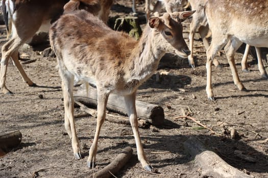 Mufflon (Ovis gmelini musimon) im Wildgehege, Niedersachsen, Deutschland, Uelzen