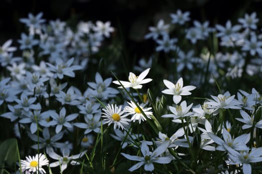 Dolden-Milchstern (Ornithogalum umbellatum), Doldiger Milchstern oder Stern von Bethlehem