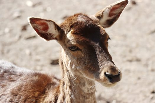 Mufflon (Ovis gmelini musimon) im Wildgehege, Niedersachsen, Deutschland, Uelzen