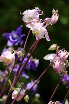 Akelei (Aquilegia spec.) - blühende Pflanze im naturnahen Garten