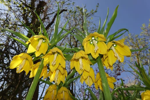 gelb blühende Kaiserkrone (Fritillaria imperialis)