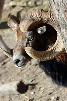 Mufflon (Ovis gmelini musimon) im Wildgehege, Niedersachsen, Deutschland, Uelzen