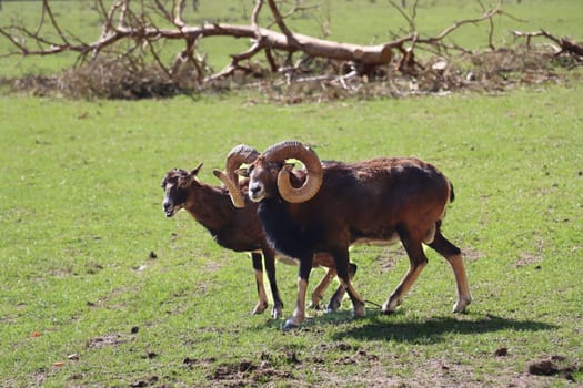 Mufflon (Ovis gmelini musimon) im Wildgehege, Niedersachsen, Deutschland, Uelzen