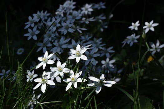 Dolden-Milchstern (Ornithogalum umbellatum), Doldiger Milchstern oder Stern von Bethlehem