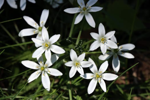 Dolden-Milchstern (Ornithogalum umbellatum), Doldiger Milchstern oder Stern von Bethlehem
