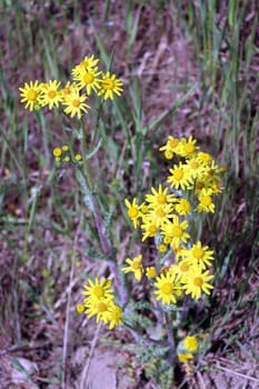 Frühlings-Greiskraut oder Frühlings-Kreuzkraut (Senecio leucanthemifolius subsp. vernalis, Syn.: Senecio vernalis), Niedersachsen, Deutschland, Oetzen