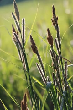 Segge (Carex spec.) - blühende Pflanze, Nordrhein-Westfalen, Deutschland, Weilerswist