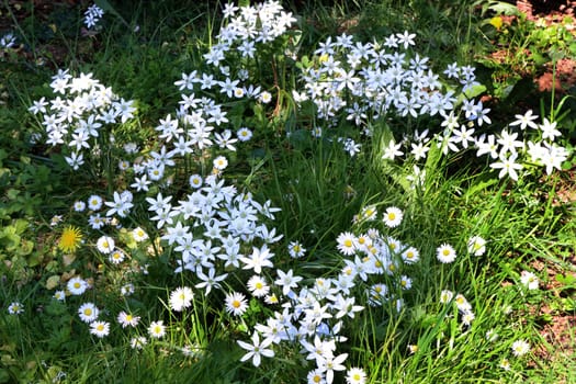 Dolden-Milchstern (Ornithogalum umbellatum), Doldiger Milchstern oder Stern von Bethlehem