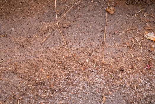 A colony of tiny ants swarming an area
