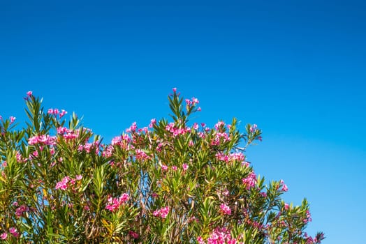 Close up of group of flower with blue sky background