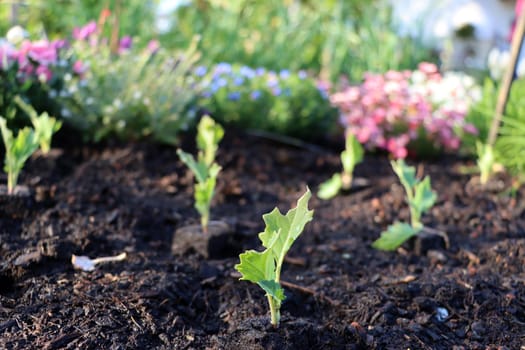 Kohlrabi (Brassica oleracea var. gongylodes) - Setzlinge im Hochbeet, im Hintergrund Gartenblumen, zum einpflanzen zwischengeparkt