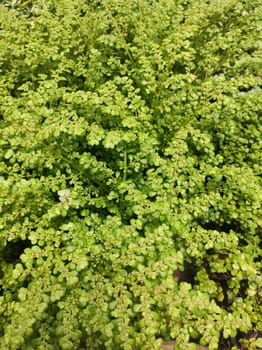 Garden of succulent creeping plants (Sedum) green stonecrops filling the entire frame.