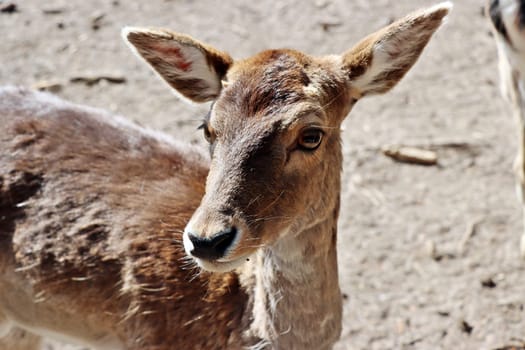 Mufflon (Ovis gmelini musimon) im Wildgehege, Niedersachsen, Deutschland, Uelzen