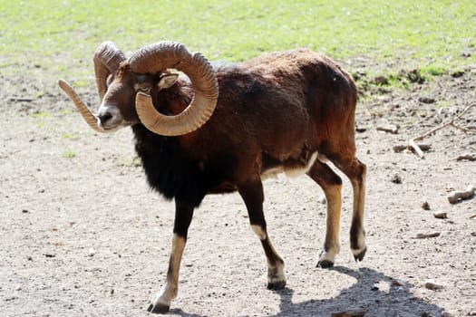 Mufflon (Ovis gmelini musimon) im Wildgehege, Niedersachsen, Deutschland, Uelzen