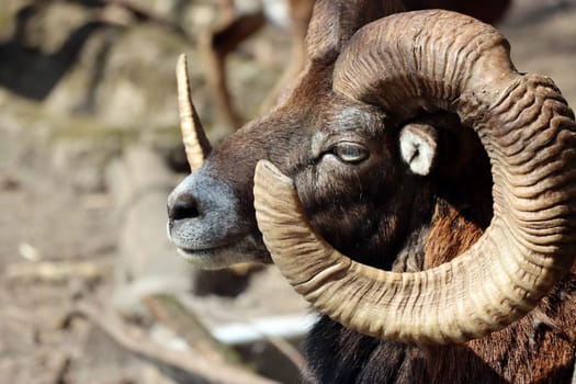 Mufflon (Ovis gmelini musimon) im Wildgehege, Niedersachsen, Deutschland, Uelzen