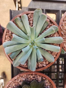 Top close-up view of succulent plant (Echeveria runyonii Topsy Turvy), in small pot.
