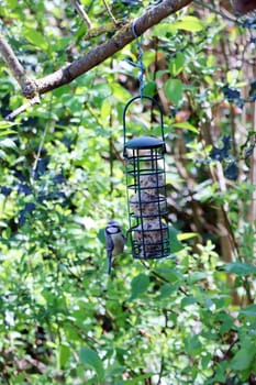 Blaumeise (Cyanistes caeruleus, Syn.Parus caeruleus) an einer Sommerfutterstelle mit Meisenknödeln