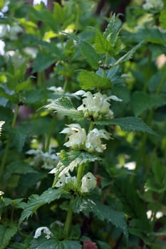 Weiße Taubnessel (Lamium album) - blühende Pflanze