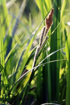 Segge (Carex spec.) - blühende Pflanze, Nordrhein-Westfalen, Deutschland, Weilerswist