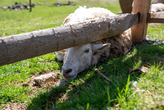 Sheep's face looks out from undsd a split rail wooden fence on a sunny day, laying in a green grass pasture with no people and copy space.