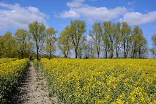 Rape field with trees
