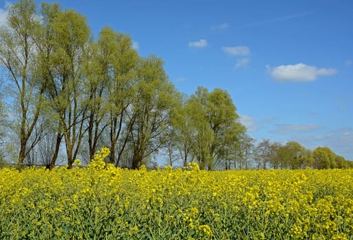 Rape field with trees