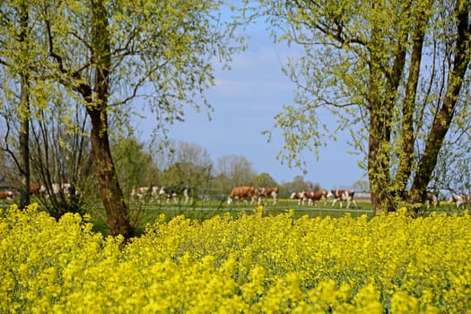 Rape field with trees