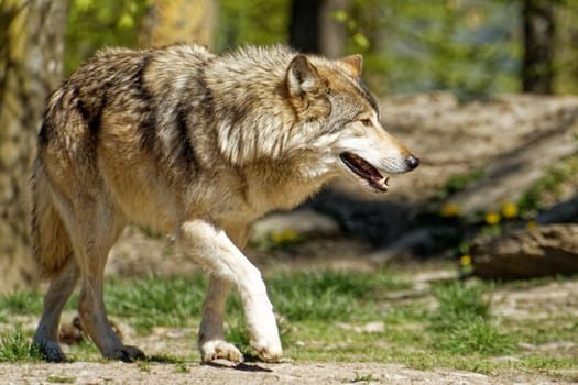 Timberwolf