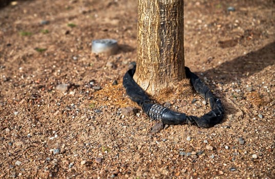 closeup view of a bicycle lock securing a tree, black combination lock, white numbers