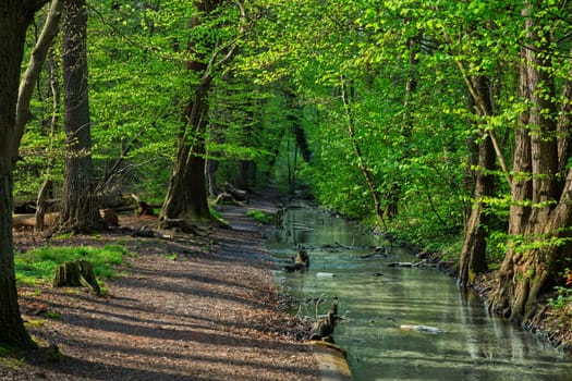 aesthetic little pathway along a stream in springtime woods, sunlight shining through the green fresh leafs