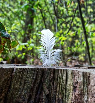 White Feather stuck on a sawn off tree trunk