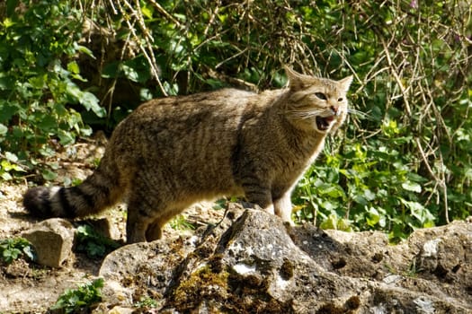 Lynx