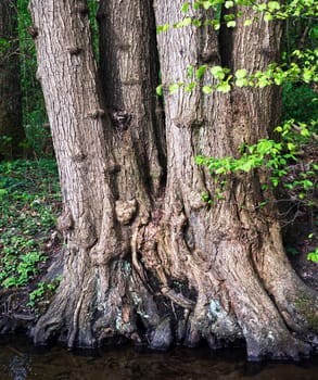 Impressing group of trees, roots reaching the stream infont, giving home for a little bird nest