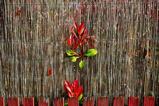 closeup view of red hedge plants growing through a pasture fence, aesthetic red leafs finding their way through the fence