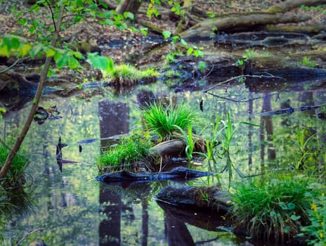 aesthetic little swamp in a forest at springtime, waters, plants, nice location for relaxation