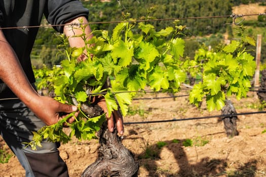 Green pruning of the vineyard. Farmer removes excess young sprouts from the branches of the vine. Traditional agriculture.