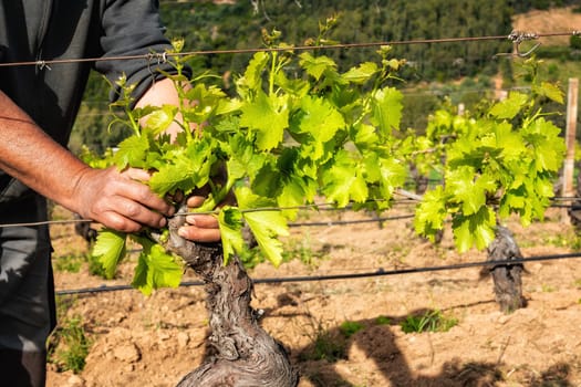 Green pruning of the vineyard. Farmer removes excess young sprouts from the branches of the vine. Traditional agriculture.