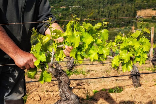 Green pruning of the vineyard. Farmer removes excess young sprouts from the branches of the vine. Traditional agriculture.