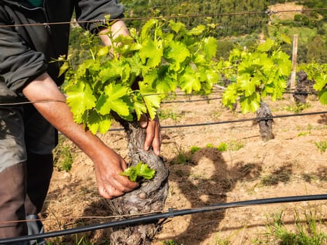 Green pruning of the vineyard. Farmer removes young sprouts on the vine trunk. Traditional agriculture.